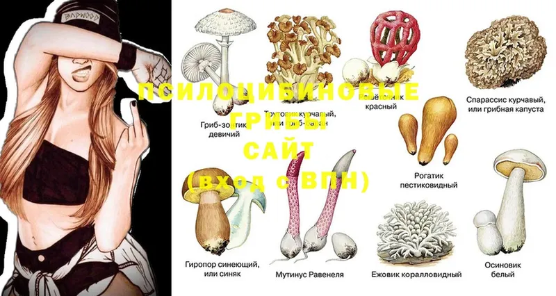 купить  сайты  Покров  Галлюциногенные грибы Magic Shrooms 